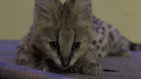 Kinderserien backdrop