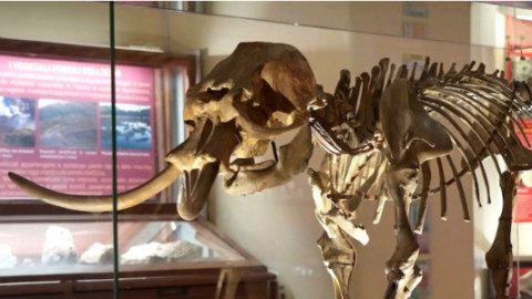 Doku - Flora & Fauna backdrop