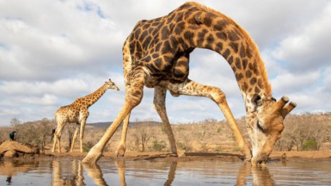 Doku - Flora & Fauna backdrop