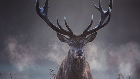 Flora &amp; Fauna - Dokumentation backdrop