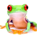 Treefrog