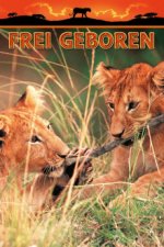 Cover Frei geboren - Königin der Wildnis, Poster, Stream