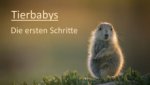 Cover Tierbabys – Die ersten Schritte, Poster, Stream