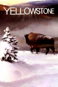 Yellowstone Nationalpark Cover, Poster, Blu-ray,  Bild