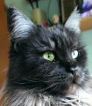Spielekatze